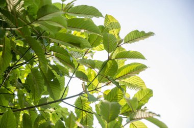 Kratom (Mitragyna speciosa) yeşil bir tür uyuşturucudur. Kratom ya da Mitragyna speciosa dalları doğal arkaplanda yeşil yapraklar