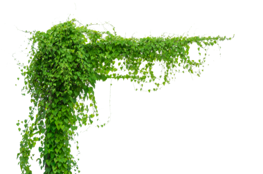 Asma çerçeve yaprak sarmaşık çemberi Şeffaf arkaplan PNG dosyası üzerinde izole