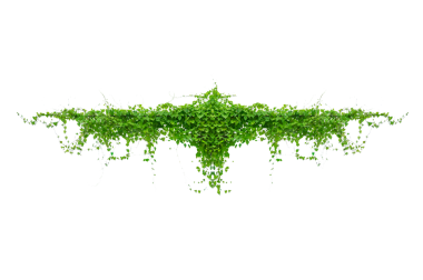 Asma çerçeve yaprak sarmaşık çemberi Şeffaf arkaplan PNG dosyası üzerinde izole