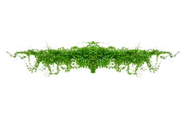 Asma çerçeve yaprak sarmaşık çemberi Şeffaf arkaplan PNG dosyası üzerinde izole