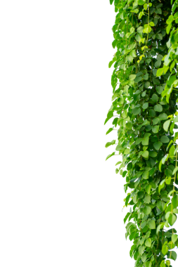 Asma çerçeve yaprak sarmaşık çemberi Şeffaf arkaplan PNG dosyası üzerinde izole