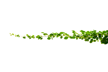 Asma çerçeve yaprak sarmaşık çemberi Şeffaf arkaplan PNG dosyası üzerinde izole