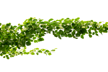 Asma çerçeve yaprak sarmaşık çemberi Şeffaf arkaplan PNG dosyası üzerinde izole