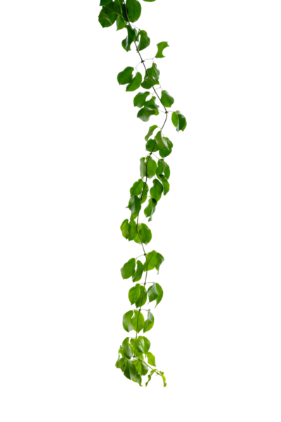 Asma çerçeve yaprak sarmaşık çemberi Şeffaf arkaplan PNG dosyası üzerinde izole