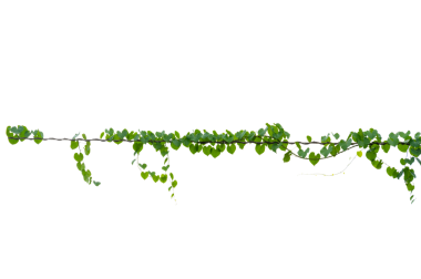 Yeşil sürüngen bitki çerçevesi PNG dekorasyonu için şeffaf arkaplanda izole edildi