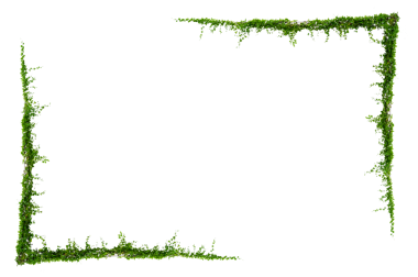 Yeşil sürüngen bitki çerçevesi PNG dekorasyonu için şeffaf arkaplanda izole edildi