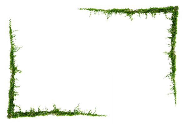 Yeşil sürüngen bitki çerçevesi PNG dekorasyonu için şeffaf arkaplanda izole edildi