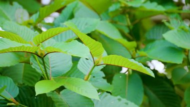 Kratom Kratom fidanından (Mitragyna Specose) yeşil olarak ayrılır. Tayland yerlileri için geleneksel bir bitkisel ilaçtır..