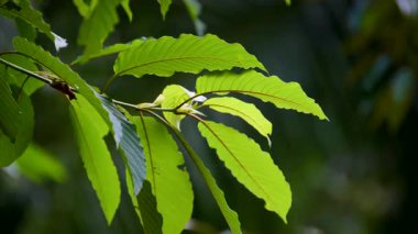 Kratom Kratom fidanından (Mitragyna Specose) yeşil olarak ayrılır. Tayland yerlileri için geleneksel bir bitkisel ilaçtır..