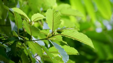 Kratom Kratom fidanından (Mitragyna Specose) yeşil olarak ayrılır. Tayland yerlileri için geleneksel bir bitkisel ilaçtır..