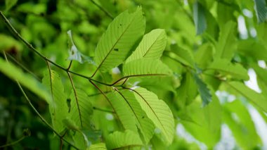 Kratom Kratom fidanından (Mitragyna Specose) yeşil olarak ayrılır. Tayland yerlileri için geleneksel bir bitkisel ilaçtır..