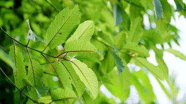 Kratom Kratom fidanından (Mitragyna Specose) yeşil olarak ayrılır. Tayland yerlileri için geleneksel bir bitkisel ilaçtır..