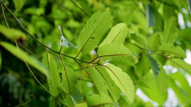 Kratom Kratom fidanından (Mitragyna Specose) yeşil olarak ayrılır. Tayland yerlileri için geleneksel bir bitkisel ilaçtır..