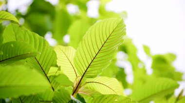 Kratom Kratom fidanından (Mitragyna Specose) yeşil olarak ayrılır. Tayland yerlileri için geleneksel bir bitkisel ilaçtır..