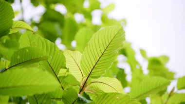 Kratom Kratom fidanından (Mitragyna Specose) yeşil olarak ayrılır. Tayland yerlileri için geleneksel bir bitkisel ilaçtır..