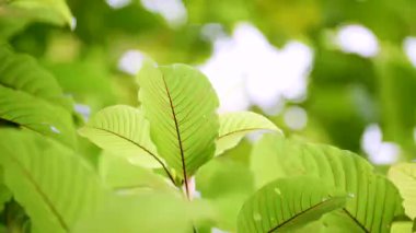 Kratom Kratom fidanından (Mitragyna Specose) yeşil olarak ayrılır. Tayland yerlileri için geleneksel bir bitkisel ilaçtır..