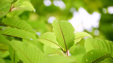 Kratom Kratom fidanından (Mitragyna Specose) yeşil olarak ayrılır. Tayland yerlileri için geleneksel bir bitkisel ilaçtır..