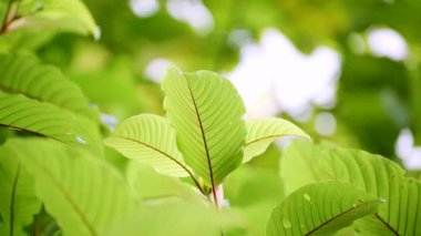 Kratom Kratom fidanından (Mitragyna Specose) yeşil olarak ayrılır. Tayland yerlileri için geleneksel bir bitkisel ilaçtır..