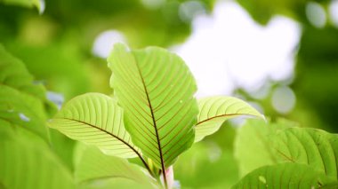 Kratom Kratom fidanından (Mitragyna Specose) yeşil olarak ayrılır. Tayland yerlileri için geleneksel bir bitkisel ilaçtır..