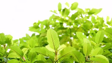 Kratom Kratom fidanından (Mitragyna Specose) yeşil olarak ayrılır. Tayland yerlileri için geleneksel bir bitkisel ilaçtır..
