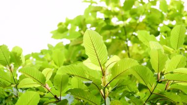 Kratom Kratom fidanından (Mitragyna Specose) yeşil olarak ayrılır. Tayland yerlileri için geleneksel bir bitkisel ilaçtır..