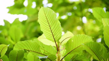 Kratom Kratom fidanından (Mitragyna Specose) yeşil olarak ayrılır. Tayland yerlileri için geleneksel bir bitkisel ilaçtır..