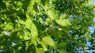 Kratom Kratom fidanından (Mitragyna Specose) yeşil olarak ayrılır. Tayland yerlileri için geleneksel bir bitkisel ilaçtır..