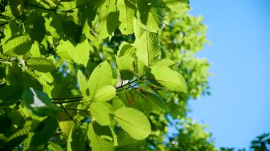 Kratom Kratom fidanından (Mitragyna Specose) yeşil olarak ayrılır. Tayland yerlileri için geleneksel bir bitkisel ilaçtır..