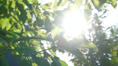 Kratom Kratom fidanından (Mitragyna Specose) yeşil olarak ayrılır. Tayland yerlileri için geleneksel bir bitkisel ilaçtır..