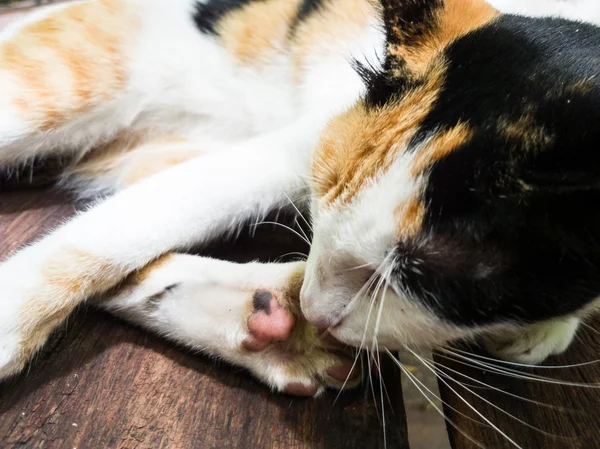 Mooie Calico kat zelfreinigend in de vreemde positie. — Stockfoto