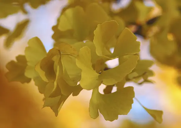 Branches d'arbres aux feuilles jaunes — Photo