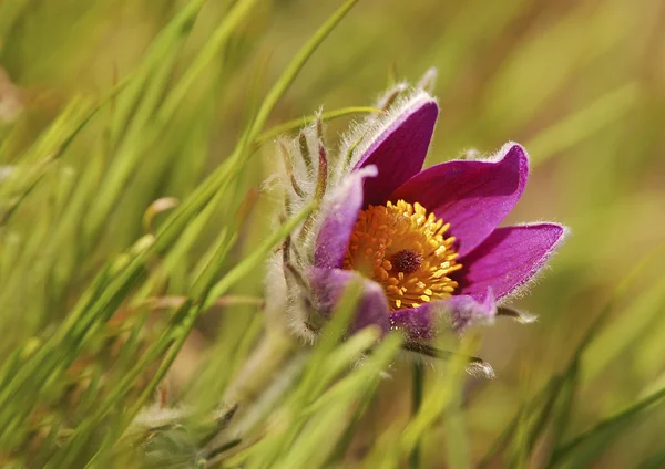 Сну трава квітка — стокове фото
