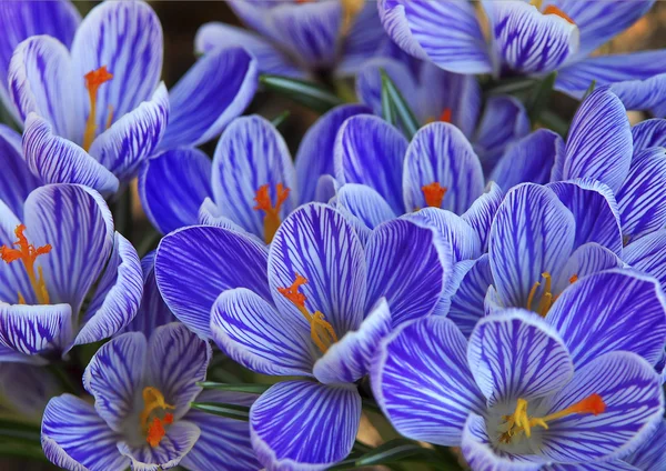 Vackra lila krokusar — Stockfoto