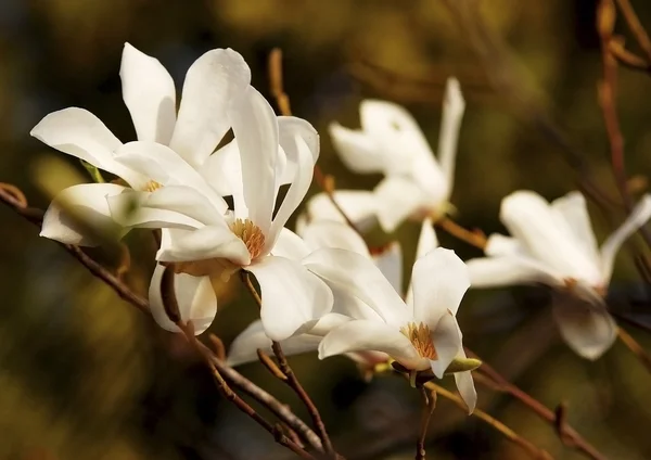 Magnolia kwiaty wiosną — Zdjęcie stockowe