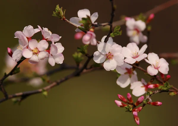 As flores de cereja — Fotografia de Stock