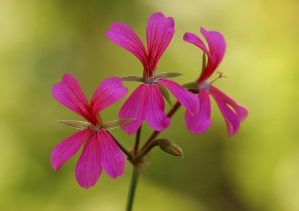 Рожева квітка на зеленому фоні — стокове фото