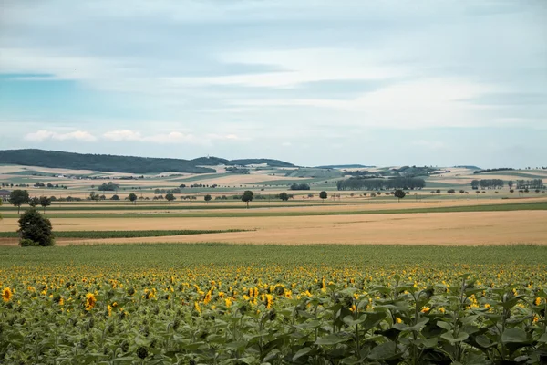 Felder Sonnenblume — Stockfoto