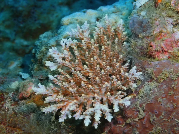 石珊瑚，巴厘岛，佩母德兰 — 图库照片