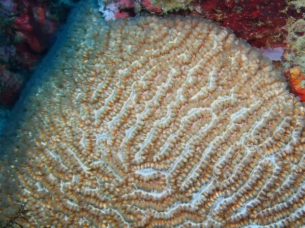 Corail de pierre, île de Bali, Pemuteran — Photo