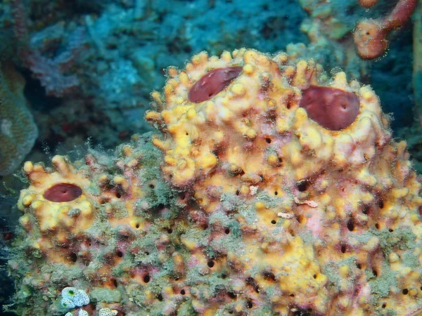 Demosponge, ostrov Bali, Pemuteran — Stock fotografie