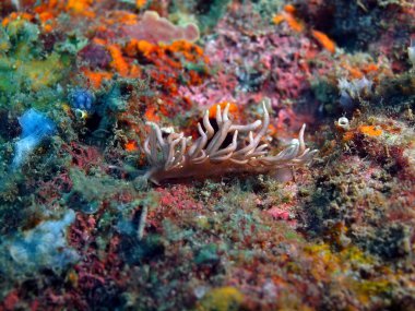 Gerçek deniz yaratığı, Adası Bali, Pemuteran