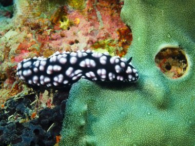 True sea slug, Island  Bali, Pemuteran clipart