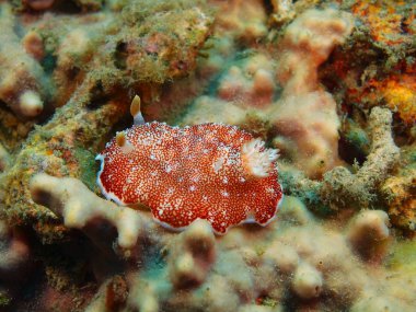 Gerçek deniz yaratığı, Adası Bali, Pemuteran