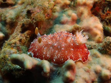 Gerçek deniz yaratığı, Adası Bali, Pemuteran
