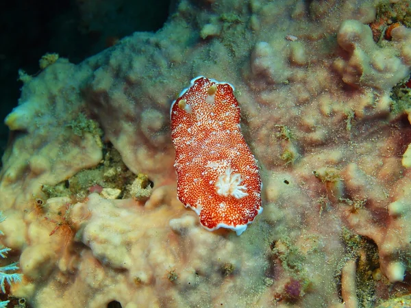 Verdadera babosa marina, Isla Bali, Pemuteran — Foto de Stock