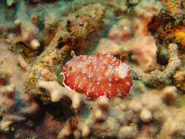 Echte Meeresschnecke, Insel Bali, Gebärmutter — Stockfoto