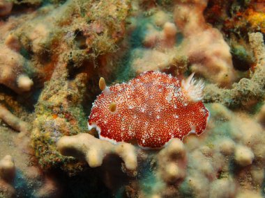 True sea slug, Island  Bali, Pemuteran clipart