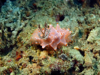 Gerçek deniz yaratığı, Adası Bali, Pemuteran