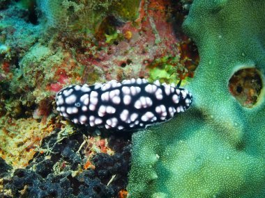 Gerçek deniz yaratığı, Adası Bali, Pemuteran