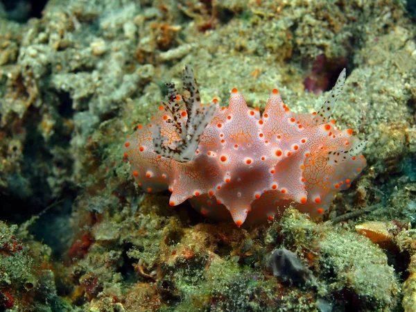 True sea slug, Island  Bali, Pemuteran — Stock Photo, Image